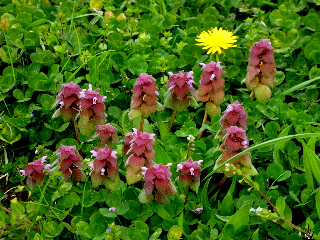 隅田川沿いの土手のヒメオドリコソウとタンポポ