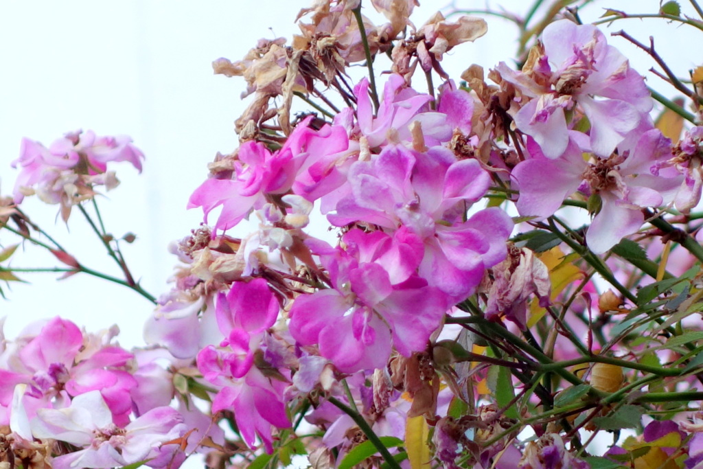 柳原の民家の薔薇・バレリーナ