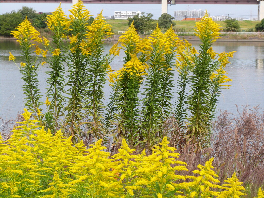 荒川の高速高架下のセイタカアワダチソウ