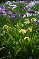江戸名所の花菖蒲