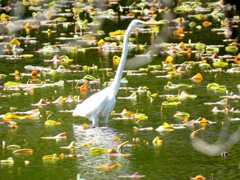 上野不忍池の蓮の新芽とダイサギ