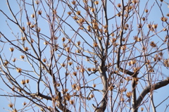 柳原千草園のユリの木の実