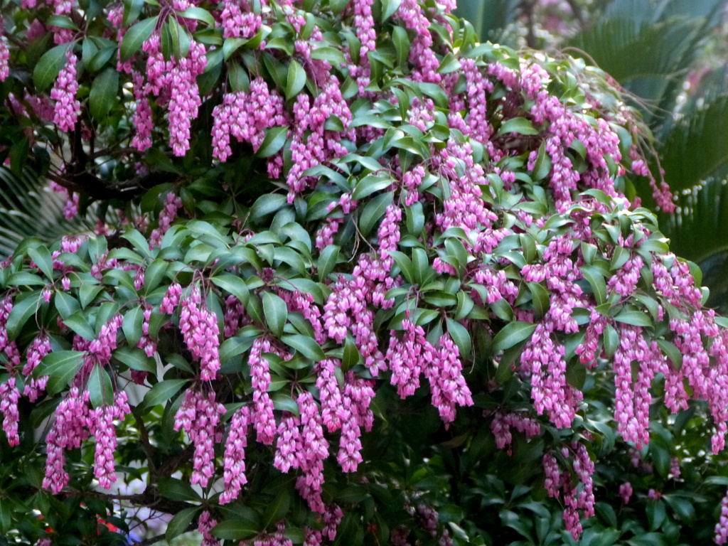 アケボノ馬酔木