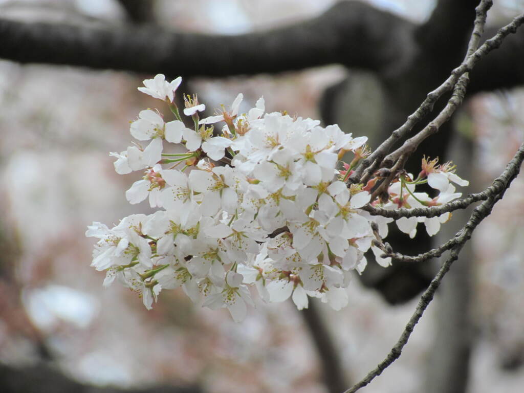 ’コマツ乙女’桜