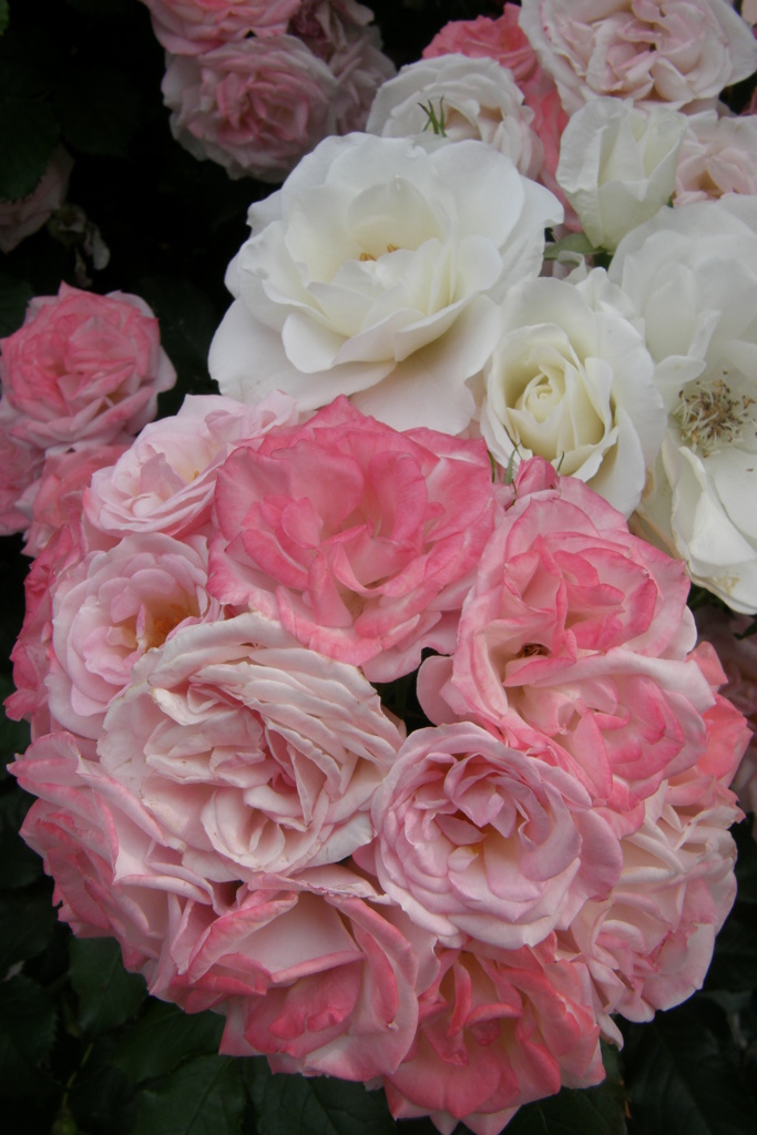 都電荒川線の薔薇６