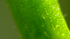 みるくぶっしゅの茎