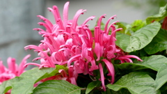 もなるだあきのしべ