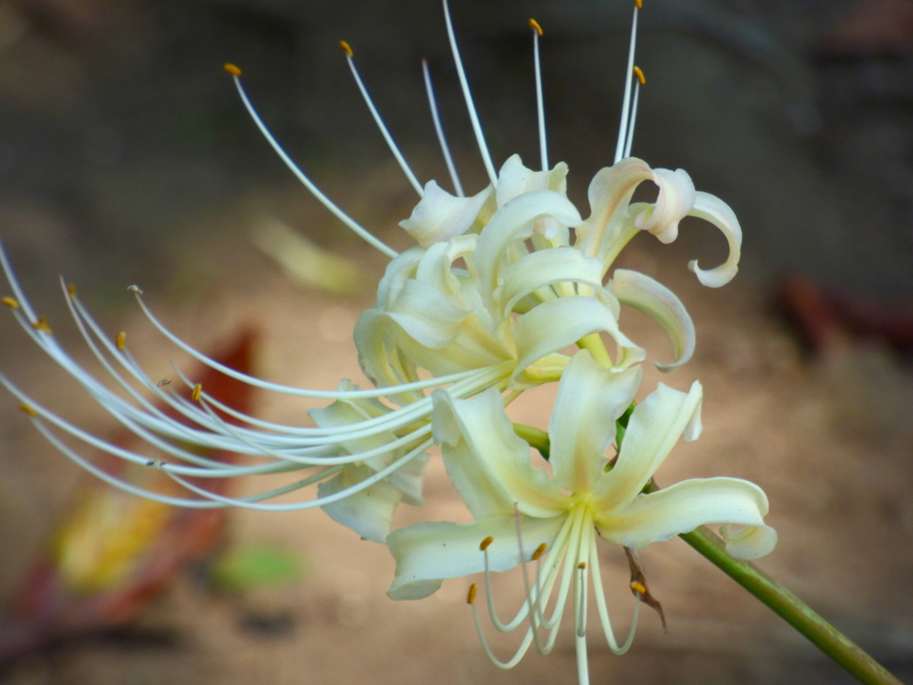 千住長円寺の彼岸花