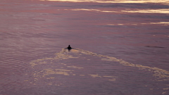 夕方の荒川の水もに