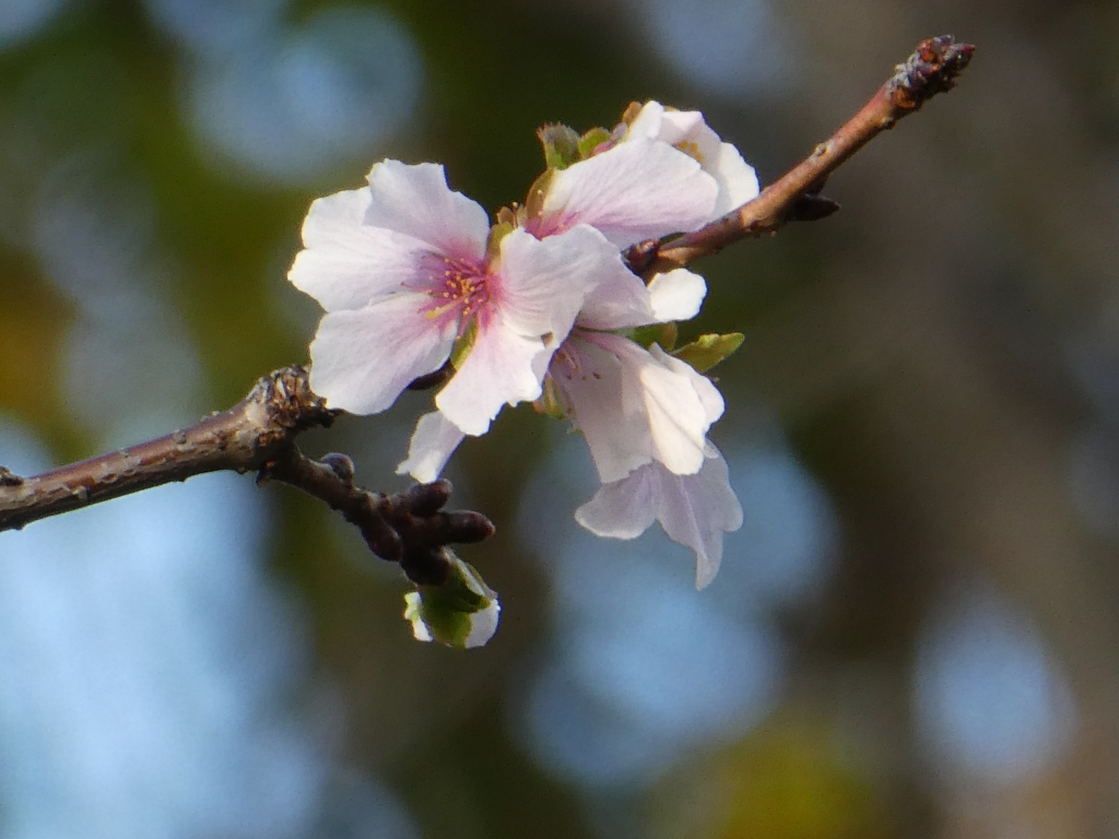 参考に年末から咲いている桜、向島の’冬桜’