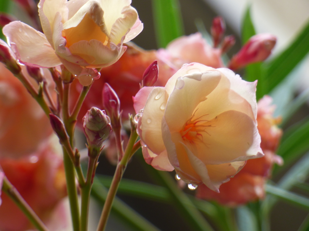 珍しい、雨にキバナ夾竹桃
