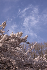 美の山公園の染井吉野とお天気雲