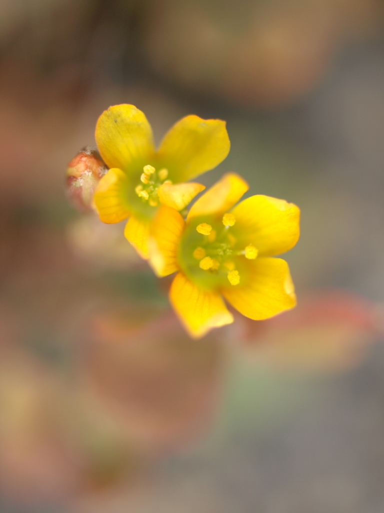 薄赤カタバミの花