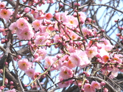 桃色の梅