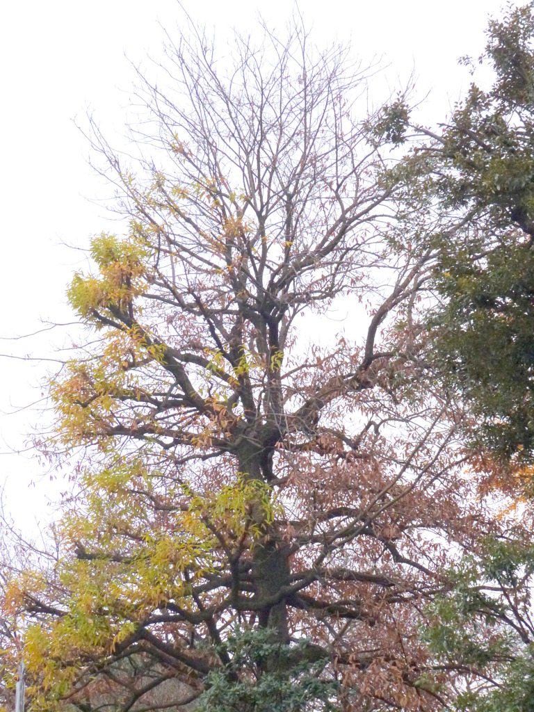落葉樹が多い冬の足立区竹の塚元淵江公園の森