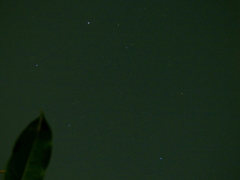 足立区で撮ったギョシャ座