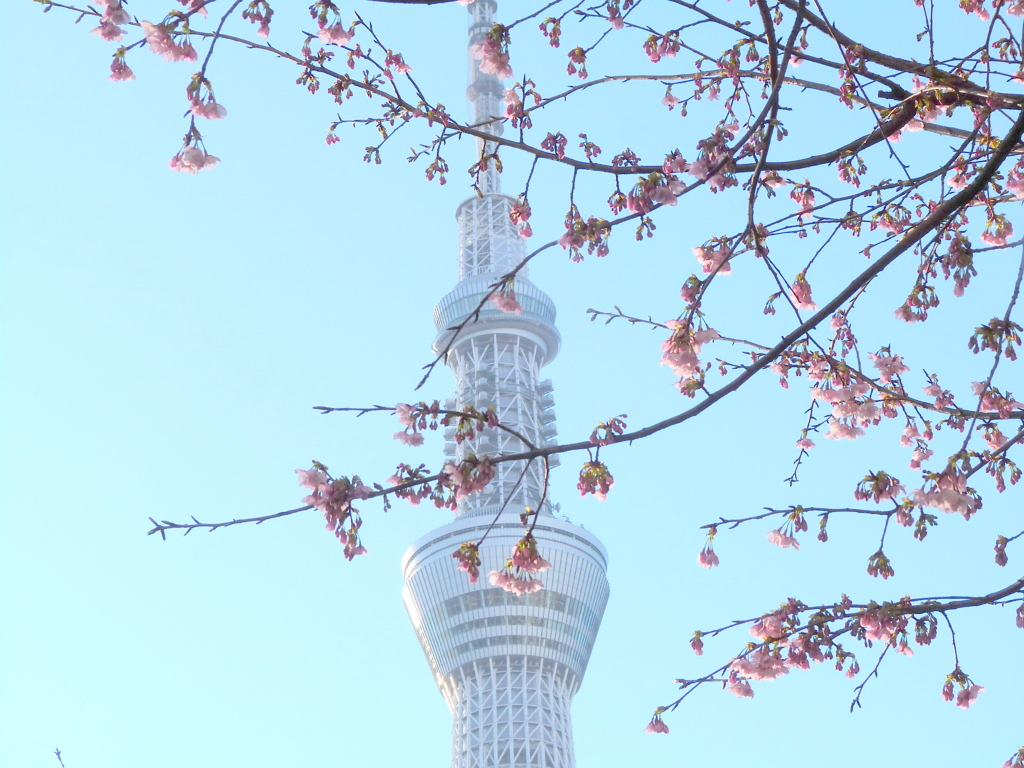 朝日を浴びる向島のオオカンザクラと東京スカイツリー