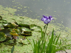 睡蓮と花菖蒲