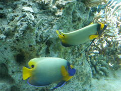 水族館の熱帯魚アデヤッコ（キンチャクダイ）かな
