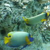 水族館の熱帯魚アデヤッコ（キンチャクダイ）かな