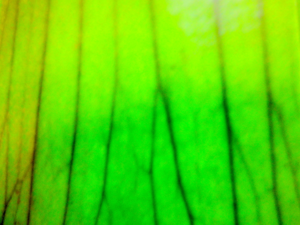 ビカクシダのグラデーション