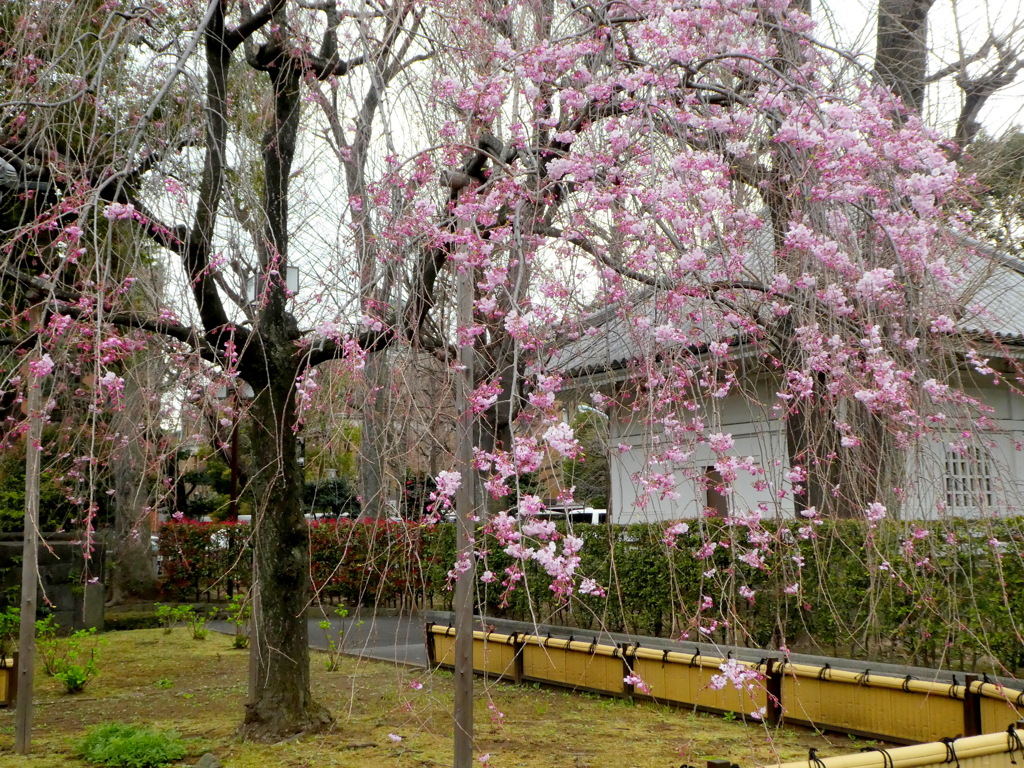 上野寛永寺の輪王殿の紅枝垂桜