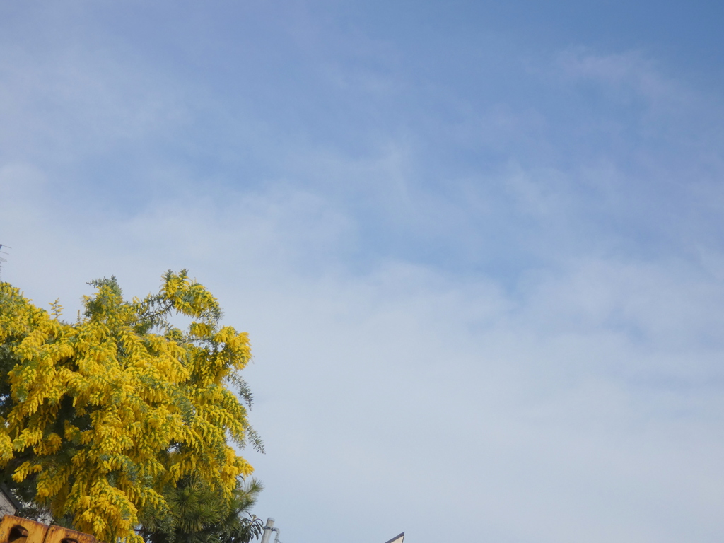 満開のミモザと春の空