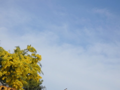 満開のミモザと春の空