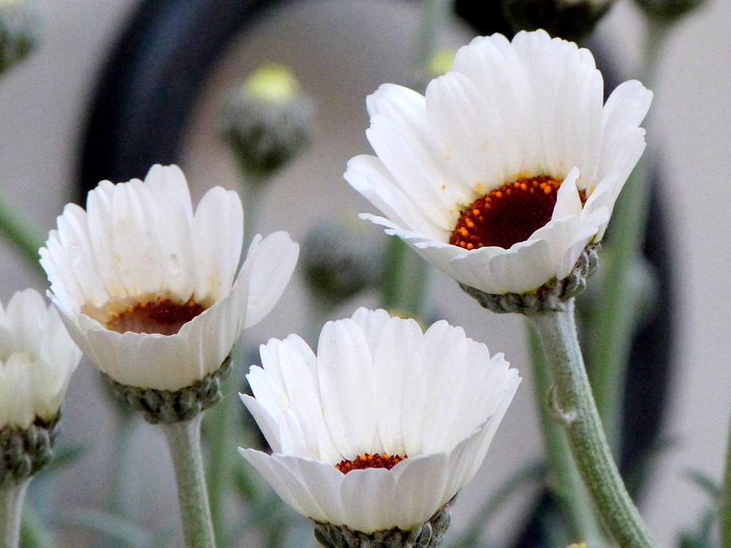 ローダンセマム・マウイ