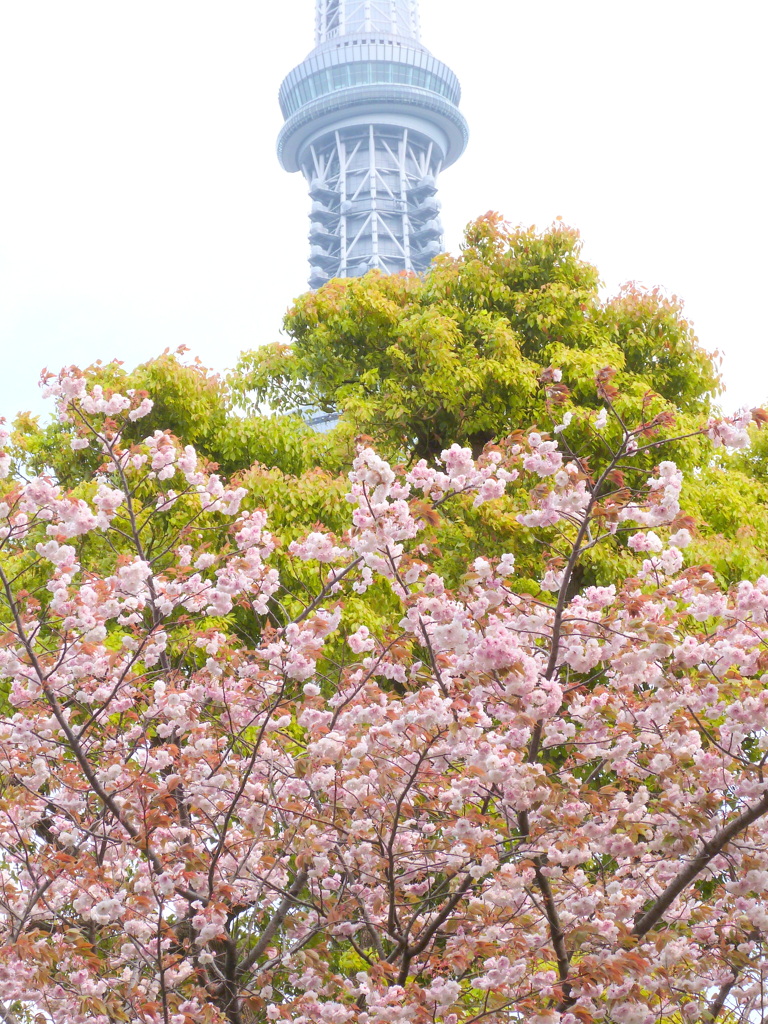 東京スカイツリーと菊桜