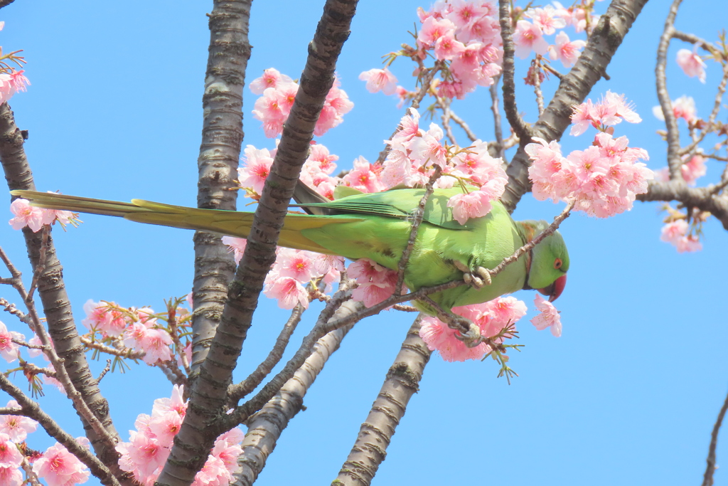 花びらを食べるツバキカン桜のワカケホンセイインコ