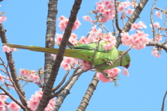 花びらを食べるツバキカン桜のワカケホンセイインコ
