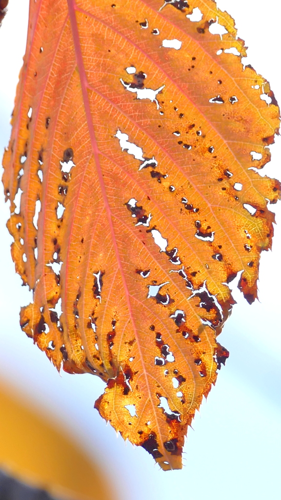 紅葉した大島桜の葉