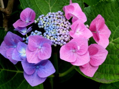 ピンクと紫のガクアジサイ