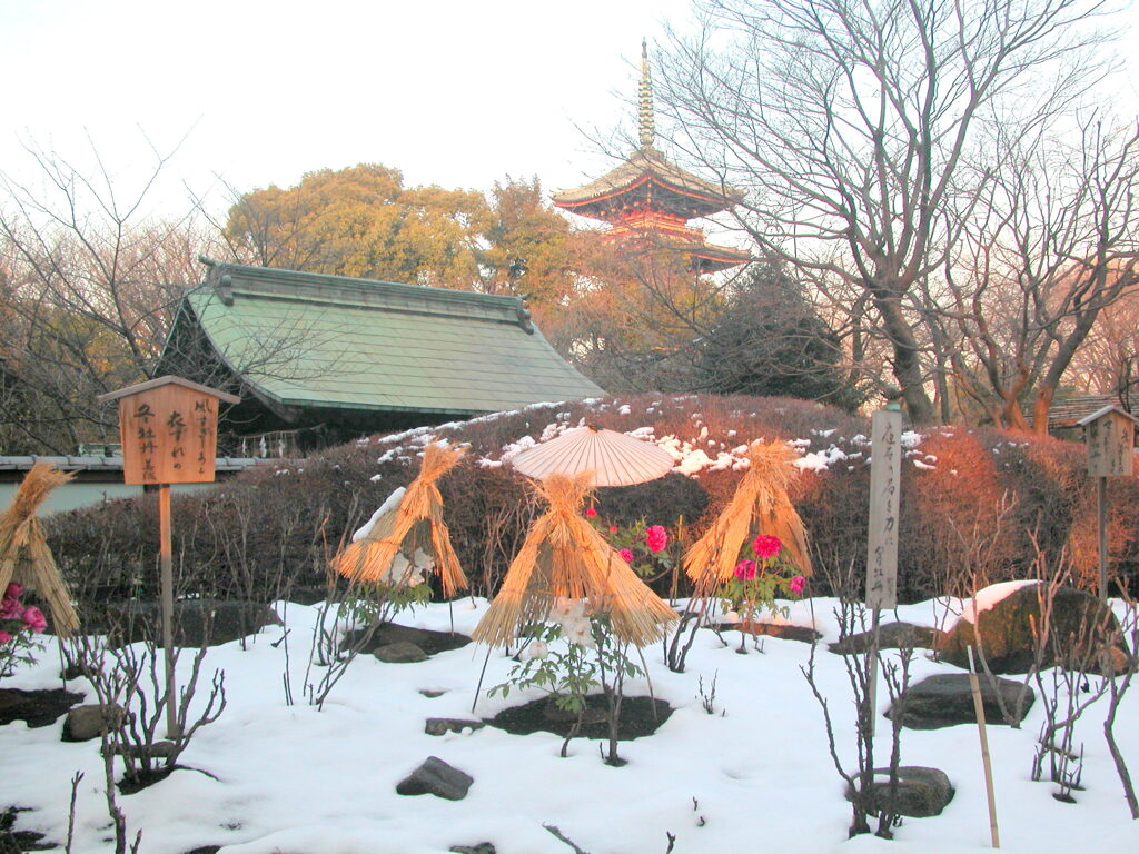 雪の牡丹苑と五重塔