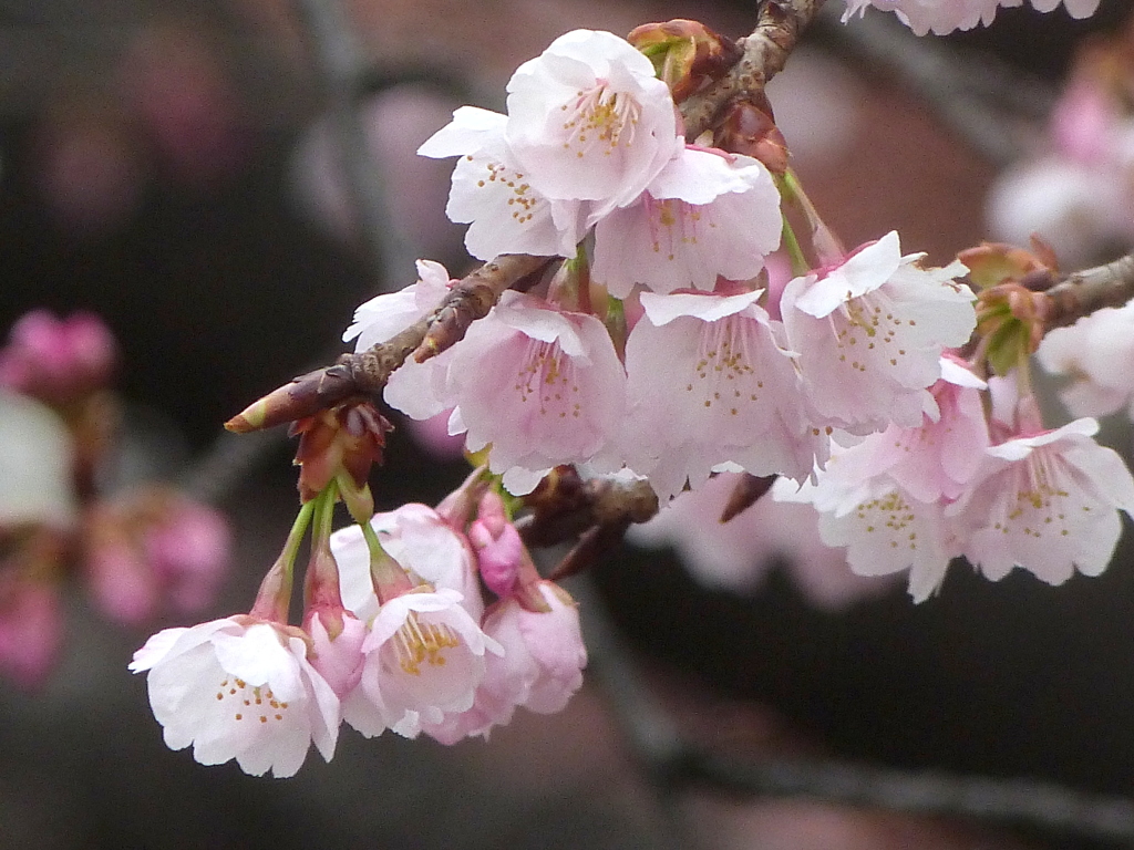 国立劇場を後にして上野に寄ってみた、豊川稲荷と同じオオカンザクラが