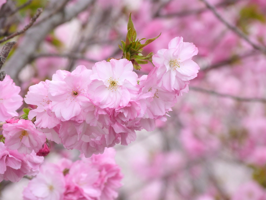 汐入公園の八重紫桜