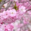 汐入公園の八重紫桜