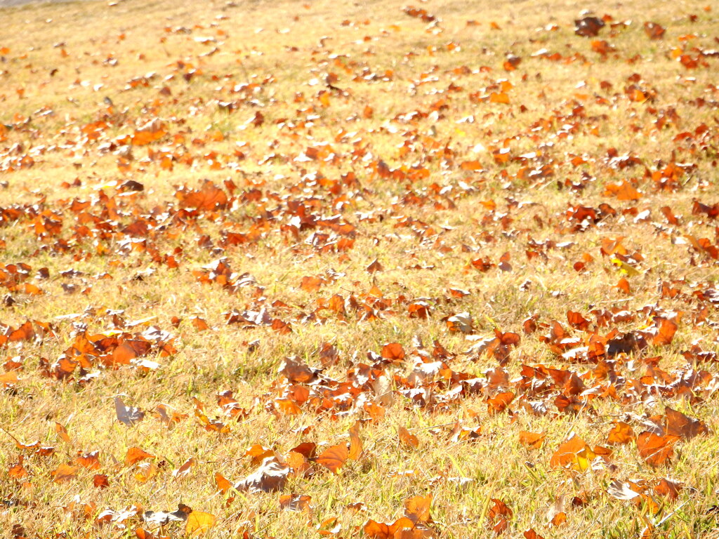 隅田川沿いの大学の土手の黄色くなった芝の上のポプラの落ち葉