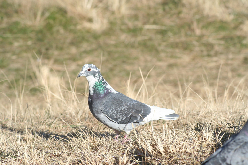 金八土手の白交じり鳩