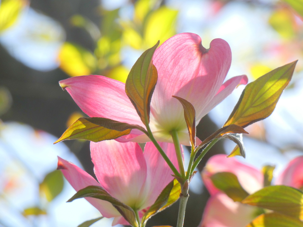 千住緑町公園の陽光のハナミズキ