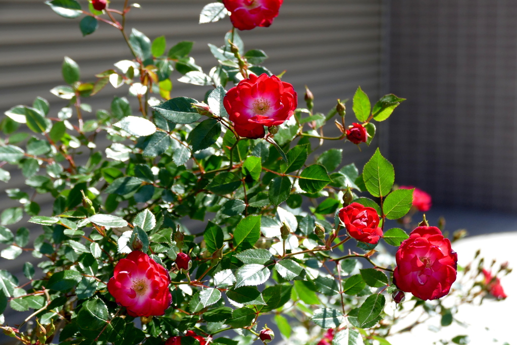 シャッターの前の赤いバラ・カクテル