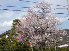高速高架近く鹿浜の民家傍の思いのまま梅と春の空