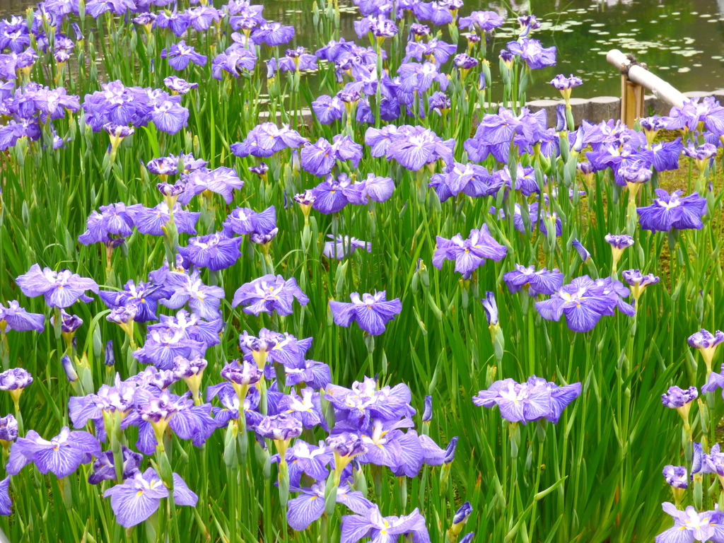 葛飾区堀切菖蒲園の花菖蒲・五胡の遊