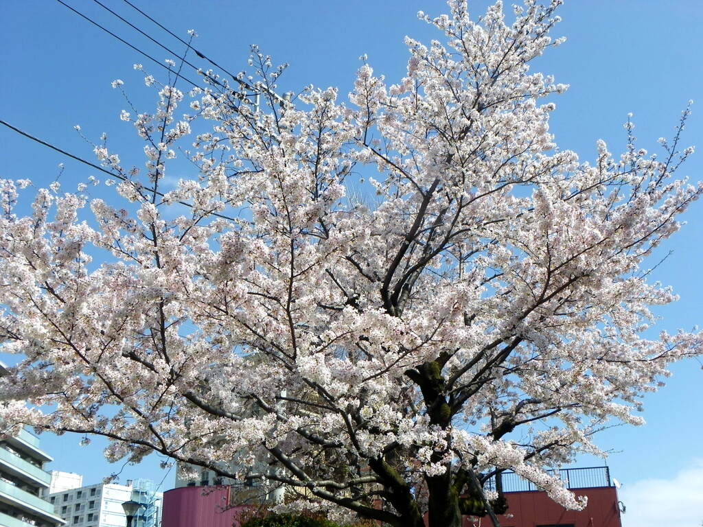 千住銀杏稲荷の後ろの満開のソメイヨシノ