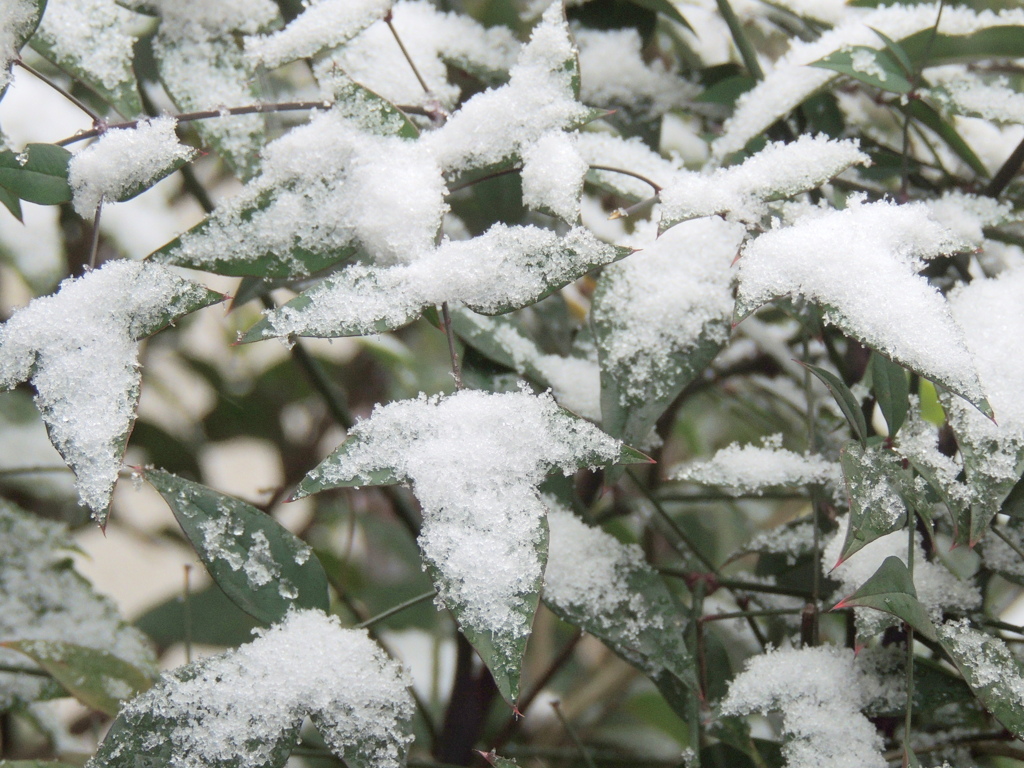 南天の葉の雪