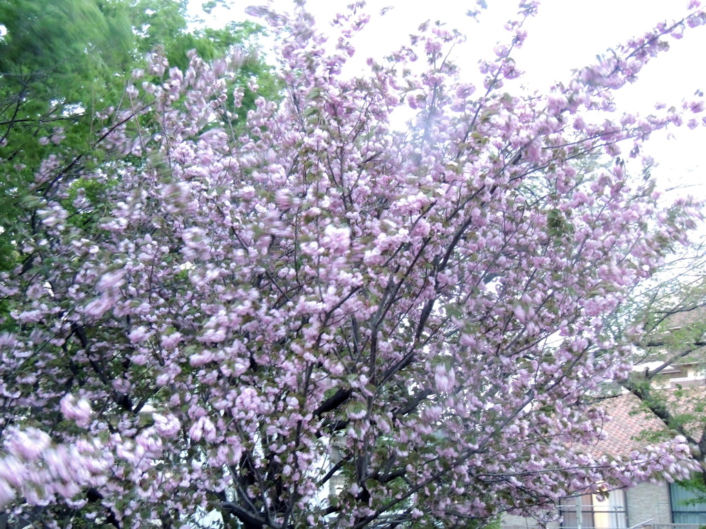 尾竹橋公園の夕暮れの満開の関山桜