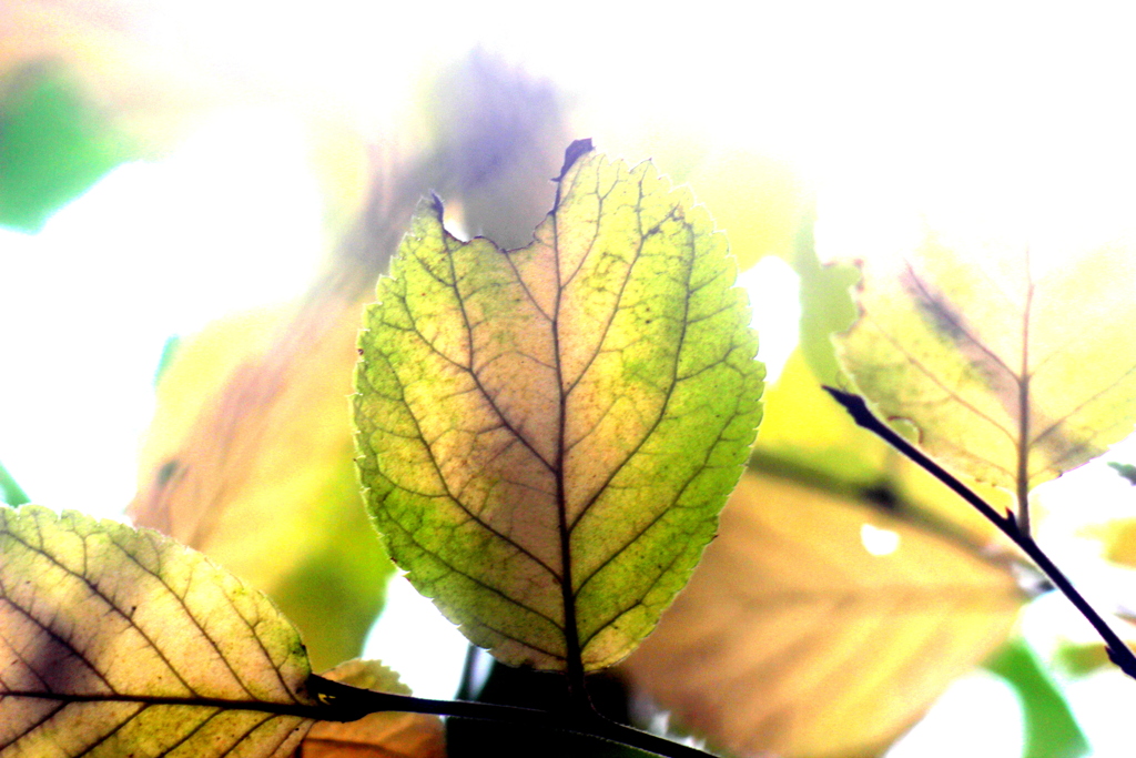 ゆすら梅の葉っぱ