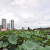 夏の不忍池と