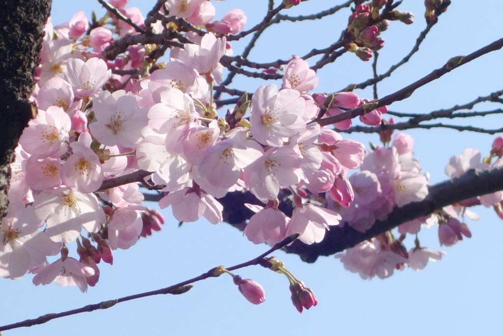 愕頭部に瘤がある特徴の江戸彼岸桜